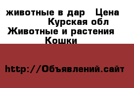 животные в дар › Цена ­ 00-00 - Курская обл. Животные и растения » Кошки   